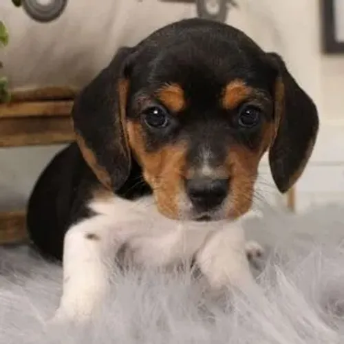 Amor incondicional tem raça: Escolha seu Beagle hoje!