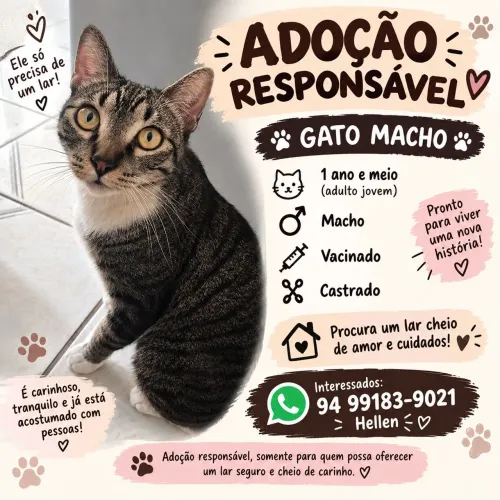 Gato Macho para Adoção - Castrado e Vacinado