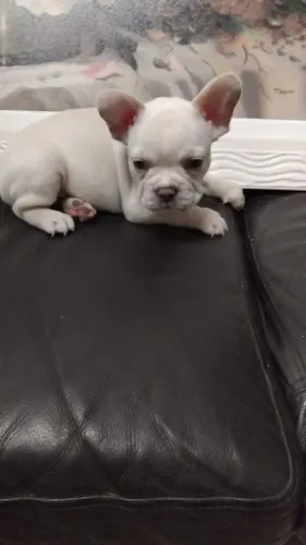 Buldogue francês macho olhos azuis