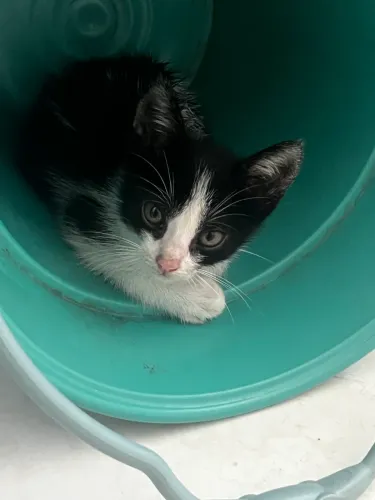 Gato para adoção responsável, Estou doando essa fofurinha de um mês