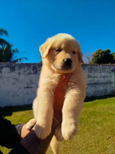 Golden Retriever parrudinhos
