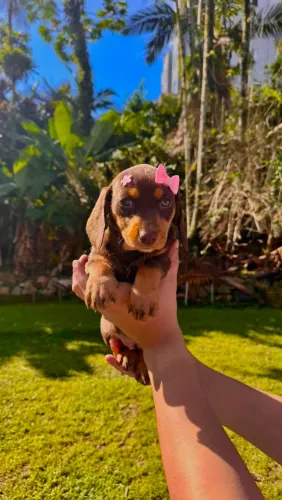 Dachshunds Mini - Todas Fêmeas