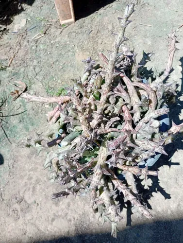 Plantas Suculentas... Huernia 