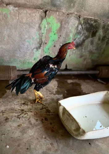 Galo
