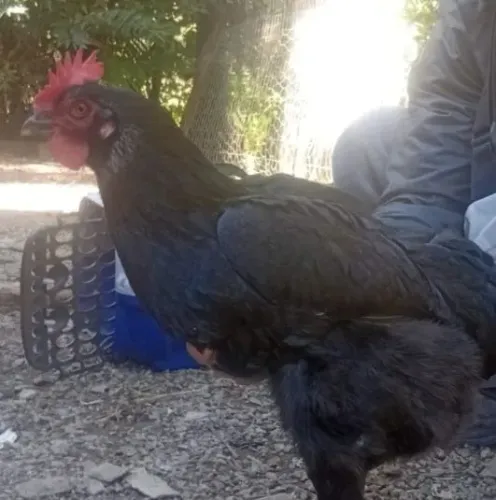 Galinha preta