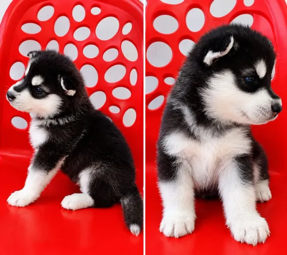 Lindo filhote de husky siberiano macho 