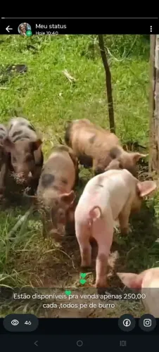 Leitões disponíveis