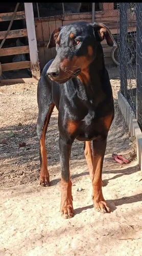 Doberman macho 
