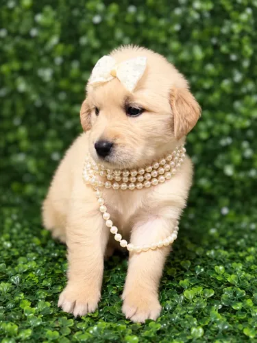 GOLDEN FOFO