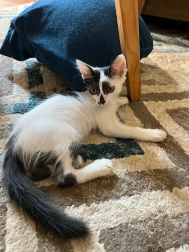 Doação Gatinho