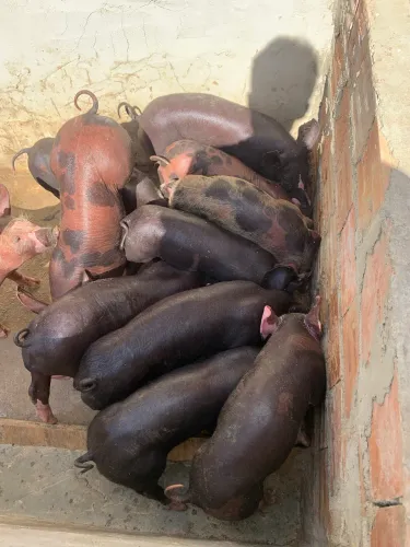 Vendo bacurinhos (porcos) e leitões