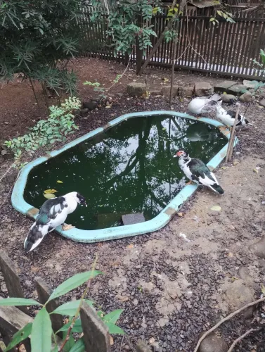 Patos