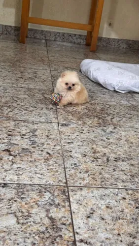 Vende-se machinho ursinho