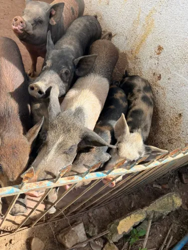 !!!!URGENTE!!!! VENDO PORCAS FÊMEA CAIPIRA MOJANDO
