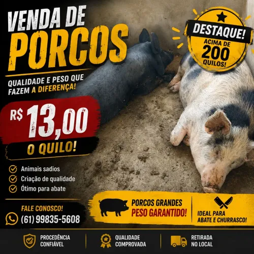 Venda de porcos