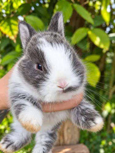 Netherland dwarf ( menor coelho do mundo )