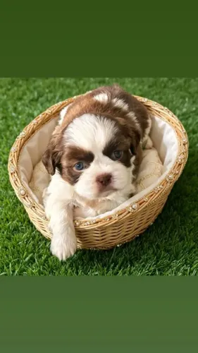 Filhotes da raça Shih-Tzu disponível