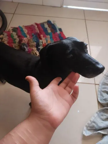 Cachorro Salsicha/Dachshund (7 aninhos)