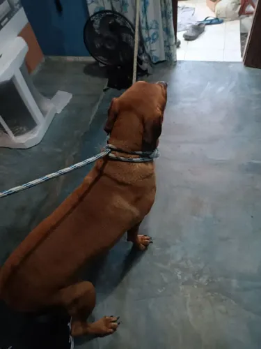 DOAÇÃO FILA BRASILEIRO