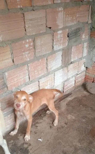 Estou doando este cachorro (macho)