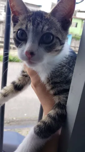Gato macho filhote para adoção 