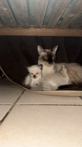 Gatinhos para adoção responsável 