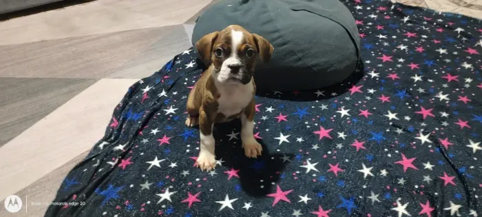 Filhotes de Boxer, Femeas e Macho -SP