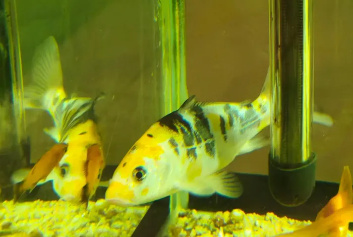 Doação de uma carpa para Lago