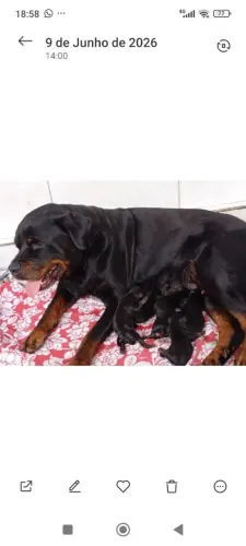 Filhotes de Rottweiler