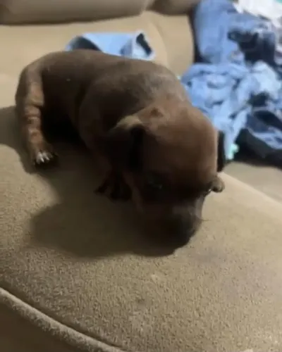 Cachorro pincher