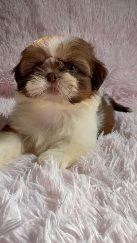 Linda fêmea de shih-tzu