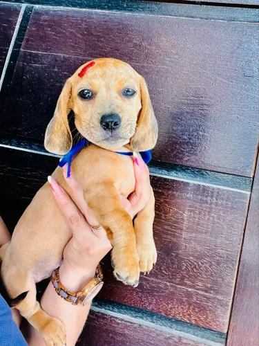 Dachshund salsicha Teckel caramelo Alerquim macho