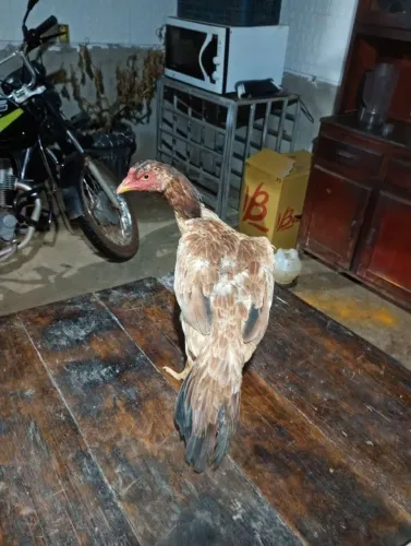 Vende galos da raça índio puro, excelentes para produção.