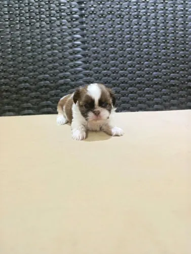SHIHTZU 