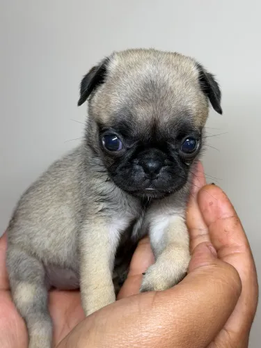 Vendo filhote de pug fêmea 