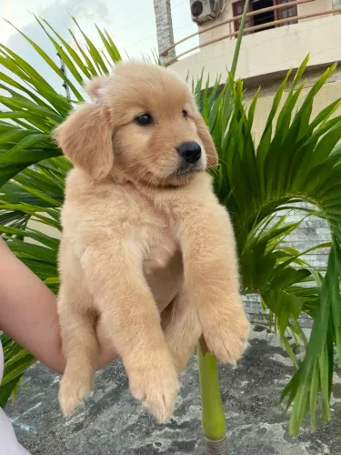 Golden
