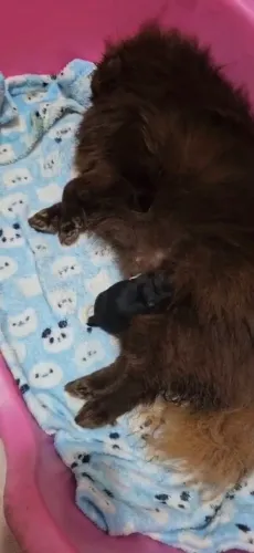 Lulu da Pomerânia Fêmea!