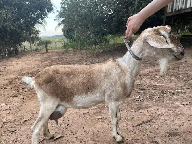 Cabra Leiteira