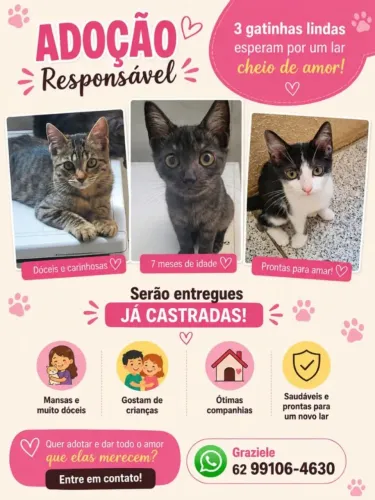 DOA-SE GATINHAS FÊMEA JA CASTRADAS 