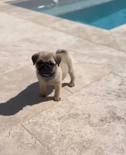 Pequeno no porte, mas enorme na personalidade: o Pug é irresistível.