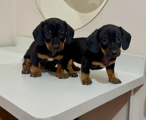 Dachshund Fêmeas / Basset
