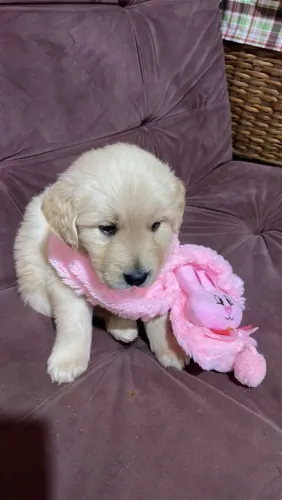 Filhote Golden Retriever, Seus dias de solidão acabaram!