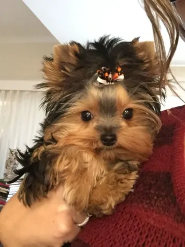 Yorkshire Cachorrinho que une beleza e companheirismo
