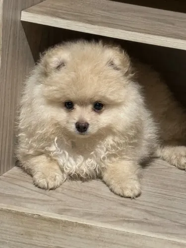 Spitz Alemão - Filhote Macho | 3 meses