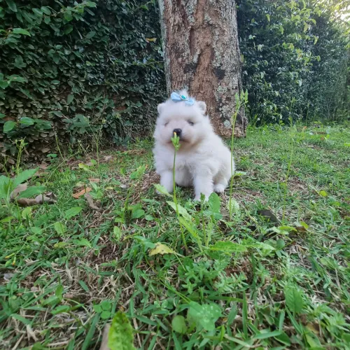 Feminha lulu fa pomeranea (spitz anã)