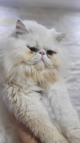 Gato persa
