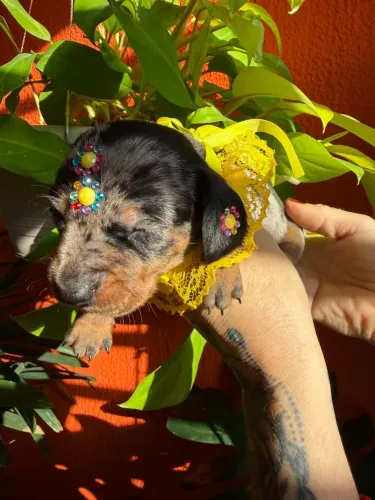 Basset dachshund anão filhotes