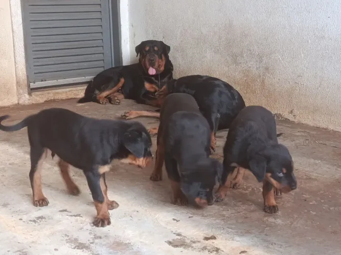 Cachorro rottweiler