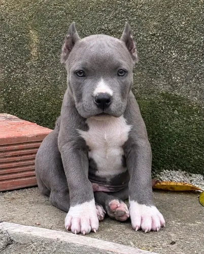 AMERICAN BULLY