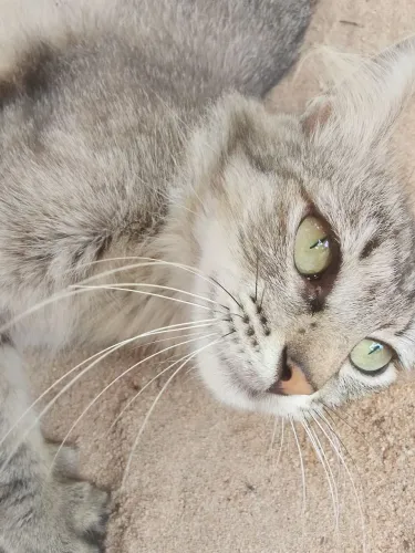 Adoção de gata fêmea